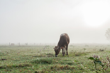 bull cow in misty foggy farm paddock on dewy autumn morning