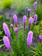 Tall spike of blooming Liatris spicata with soft purple, feathery blossoms arranged along the stem
