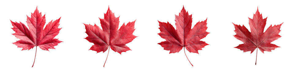 Autumnal Red Maple Leaves Collection on White Background