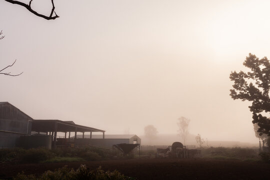 farm scene - farmyard shrouded in misty fog on autumn morning
