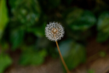 dandelion seed head