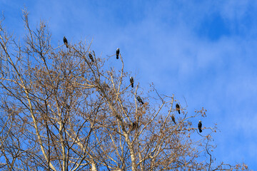 Group of cormorants sitting on a tree branch against the blue sky