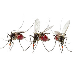 Three mosquitos with engorged red abdomens feeding isolated on a transparent background png, cut out, clipping path, social media, Advertisement, high quality, HD photo, close up,  web, banner, poster