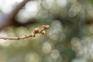 First sings of spring, a brand with buds