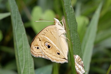 Creamy Brown Butterfly Resting on a Leaf Near Emerging Chrysalis