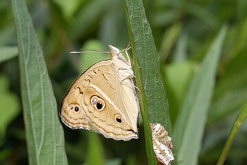Obraz premium Close-Up of a Butterfly on Leaf with Chrysalis in Natural Habitat