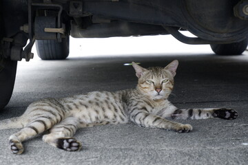 Naklejka premium Relaxed Tabby Cat Resting Underneath a Vehicle in Urban Setting