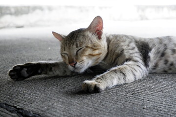 Peaceful Striped Cat Sleeping Comfortably on Outdoor Concrete Surface