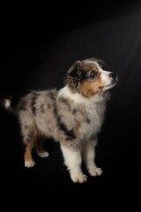 American Shepherd puppy on black background, cute dog portrait, pet photography