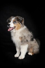 American Shepherd puppy on black background, cute dog portrait, pet photography