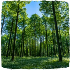 Obraz premium A breathtaking view of sun-drenched deciduous trees in a lush green forest, showcasing the vibrant beauty of nature under a clear blue sky, creating a tranquil and peaceful