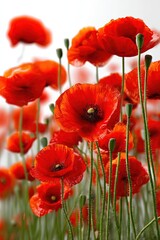 Obraz premium Vibrant Red Poppy Field Close Up