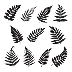 Collection of black fern leaf silhouettes on white background