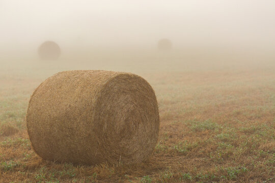 Round hay bales in farm paddock barely visible through fog on misty morning