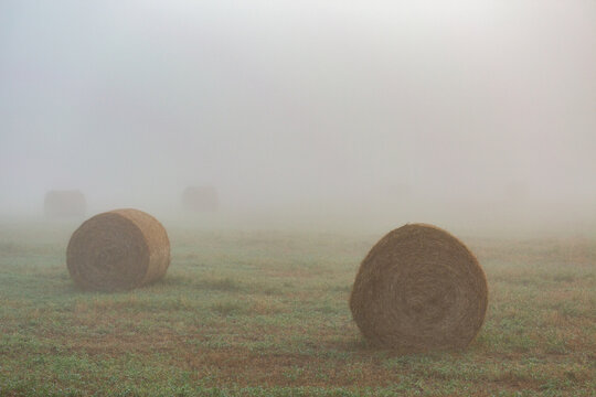 Round hay bales in farm paddock barely visible through fog on misty morning
