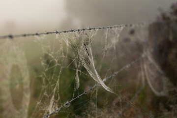 Dew droplets covering spiderwebs hanging on barbed wire fence in paddock on misty morning