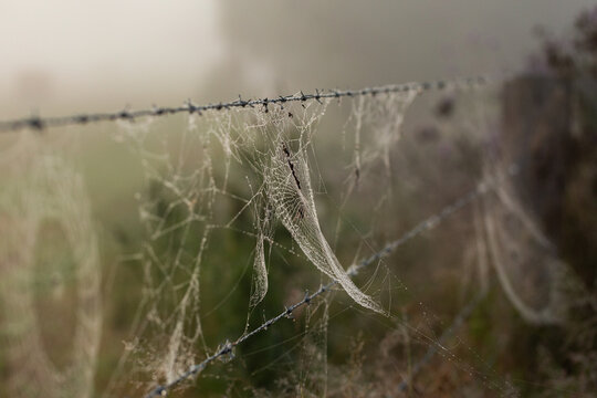 Dew droplets covering spiderwebs hanging on barbed wire fence in paddock on misty morning