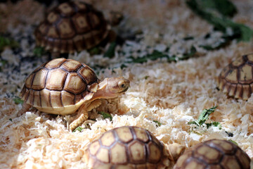 African Sulcata Tortoise Natural Habitat,Close up African spurred tortoise resting, cute animal