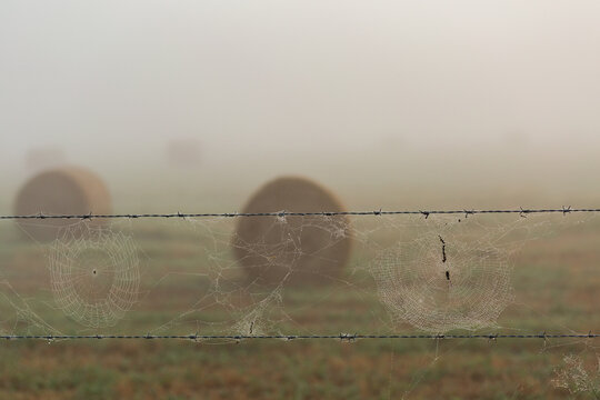 Dew droplets covering spiderwebs hanging on barbed wire fence in paddock on misty morning