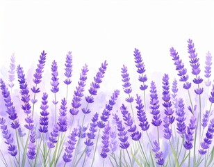 Close-up of vibrant purple lavender flowers blooming in a summer garden, set against a soft, natural background