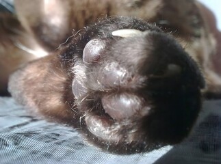 Detailed Close-up of a Tabby Cat Paw Displaying Claws and Paw Pads