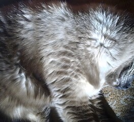 Sleeping Domestic Cat Close-Up Showing Fur Texture Detail