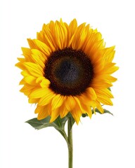 Fototapeta premium Single Yellow Sunflower Against White Background