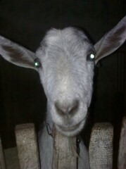 Goat Face Close-up Portrait Behind Rustic Wooden Fence in Dark Environment