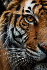 Fototapeta premium Intense Close-Up of a Majestic Tiger in Digital Art