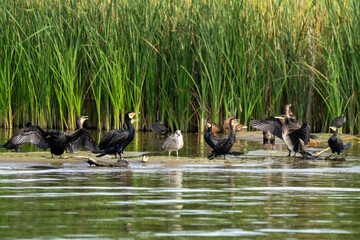 kormorany stojące w wodzie i suszące skrzydła na tle zielonej roślinności tataraku © Arkadiusz