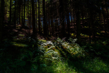Sunlit Forest Path Through Dense Woodland Nature Trail