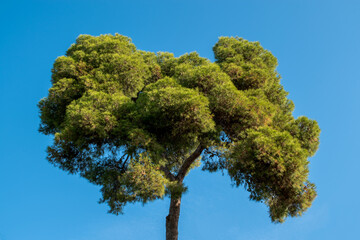 Lush Green Tree Canopy in Natural Park Setting