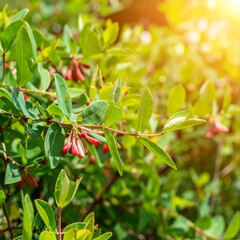 Bright Sunlight on Lush Foliage with Tiny Red Berries