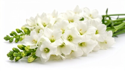 Fototapeta premium white spring flowers on white 