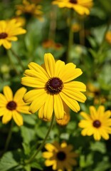 Fototapeta premium Vibrant yellow Helenium autumnale flowers bloom in summer garden. Macro shot captures intricate detail of petals, dark centers, set against soft green blurred background. Bright blossoms evoke