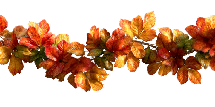Autumnal Splendor: Vibrant Leaves Against a transparent backdrop Depicting Seasonal Change