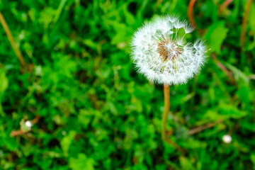 Close-Up of Dandelion Seed Head with Floating Seed on Green Background for publication, poster, screensaver, wallpaper, banner, cover, post. High quality photography