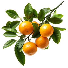Orange branch, isolated 
