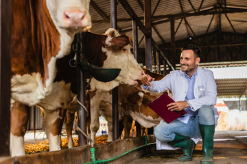 Veterinarian examining cows in barn holding clipboard and petting cow