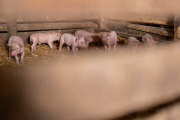 Piglets standing on straw in pigpen at farm © PintoArt