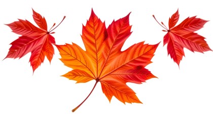 Fototapeta premium Vibrant autumn leaves in shades of red and orange. The image showcases three beautifully colored maple leaves