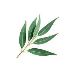 Fototapeta premium A sprig of eucalyptus leaves isolated on transparent background presents a fresh and natural botanical element