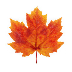 Obraz premium Single orange maple leaf isolated on transparent background