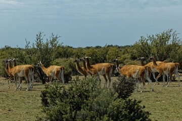 Guanacos Grazing in Patagonian Field