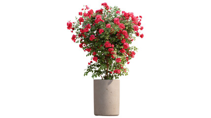 Climbing rose bush in a tall cylindrical pot background isolated on a Transparent background, PNG file.