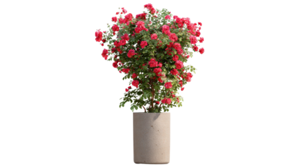 Climbing rose bush in a tall cylindrical pot background isolated on a Transparent background, PNG file.