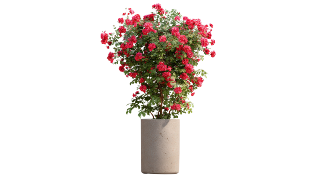Climbing rose bush in a tall cylindrical pot background isolated on a Transparent background, PNG file. - Powered by Adobe