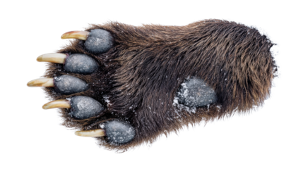 Close-up of bear paw with visible claws and fur texture isolated on a Transparent background, PNG file.