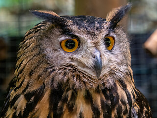 Owl in a species recovery center