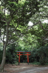 森の中の赤い鳥居